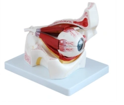 Human Eye Model (6:1) Art. S7102/S7104