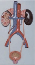 Human Urinary System Model 14009