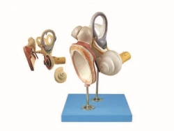 Human Ear Model with Tympanic Membrane and Cochlea (4x Magnification), Art. 17204-2