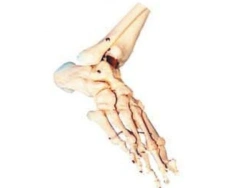 Foot Joint Model Demonstrating All Foot Joints - Art. 11133/11201-6