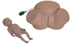 Difficult Labor Model for Obstetrics Training, GP6617/8A
