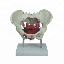 Female Pelvis Model with Blood Vessels and Nerves, SK1128B