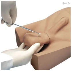 Training Model for Vasectomy, GP6626