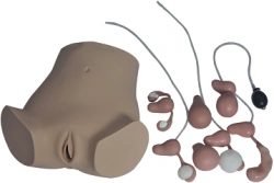 Obstetrics and Gynecology Training Model, Art. GP6609