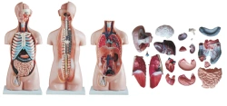 Human Anatomy Torso Model, 85 cm, 20 Parts, T1007