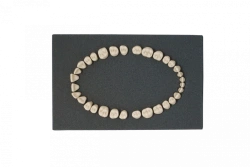 Standard Dental Model Teeth Set, 32 pcs PD-NZ M32