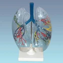 Transparent Human Lung Model, 13009
