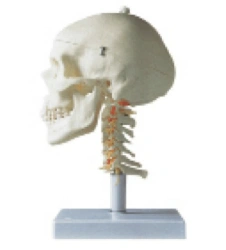 Skull Model with Cervical Spine for Anatomical Study, 11111-3