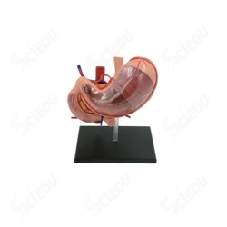 4D Anatomical Human Stomach Model, Code 12002-2