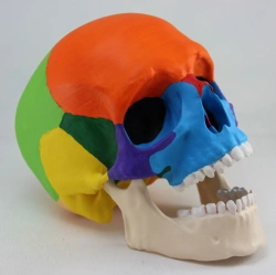 Human Skull Model, Colorful, ROST/11118