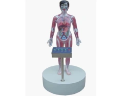 Blood Circulation Demonstration Model for Drug Administration, 16013