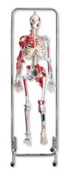 Anatomical Skeleton Model with Internal Organs 11304-1