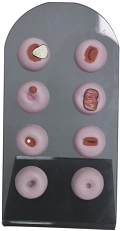 Cervical Pathology Models for Education - ZG