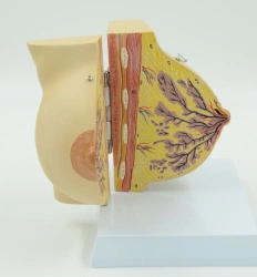 Breast Examination Model 15110