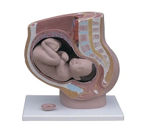 Female Pelvis with Fetus Model, Art. 42006