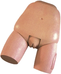 Uterine Examination Model for Postpartum Period GP6634 / 31