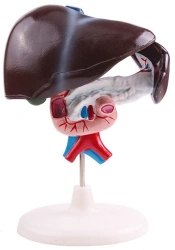 Model of Liver, Pancreas, Duodenum, Superior and Inferior Vena Cava - 12004-3