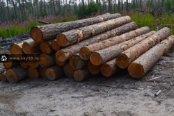 Round Timber of Coniferous Species for Sawing and Planing