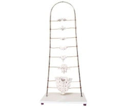 Morphological Characteristics Model of Human Vertebrae, 11135