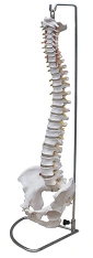 Flexible Spine Model with Pelvic Bones 11104-1