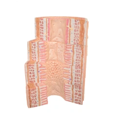 3D Digestive System Model, ROST-digestive