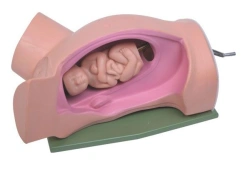 Mechanical Pregnant Woman Model for Leopold's Maneuvers 5