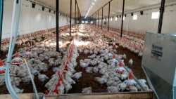 Poultry Floor Housing Equipment for Farm Birds
