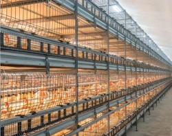 Broiler Chicken Rearing System, Model CARRE-TRANSIT