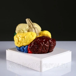 Detailed Brain Cortex Model 18205-1