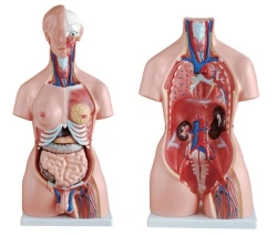 Human Body Model, Male and Female (85 cm), 10003