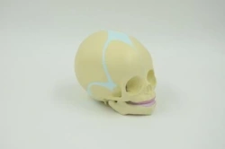 Anatomical Model of Fetal Skull Development (30 Weeks) PS6605/FT331B