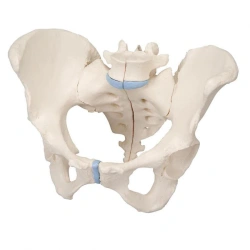 Women's Pelvis Mid-Section Model (3 Parts) 15104-2
