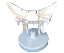 Enlarged Sphenoid Bone Model on Stand, 11120
