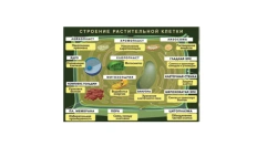 Magnetic Poster "Structure of Plant Cell" with Card Box and Methodological Recommendations