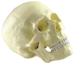 Human Skull Model (Single Color) 11110
