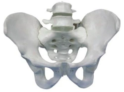 Pelvic Bones Model with 2 Lumbar Vertebrae, 11129-2