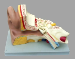Anatomy of the Ear 3 Parts Model, 17201 - 3