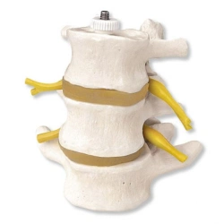 Anatomically Accurate Lumbar Vertebrae Model with Spinal Nerves, 11109-2