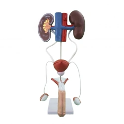 Male Urinary System Model for Education U4002