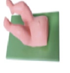 Newborn Hip Joint Dislocation Model, Art. L65C