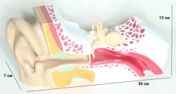 Ear Anatomy Model, ROST-17201-3