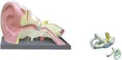 Anatomy of the Ear (Enlarged Model) S7106