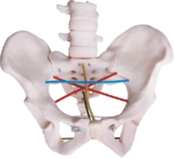 Female Pelvis Measurement Model, Art. F24
