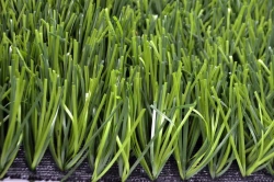 Artificial grass Grass 60Z/16,5 PU
