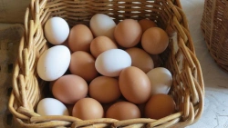 Fresh Grade 1 Chicken Table Eggs