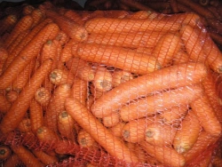 Fresh Table Carrot