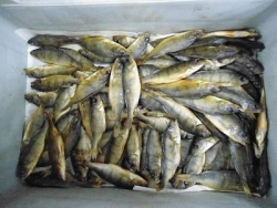 Dried Uncleaned Perch - Compliant with GOST Standards