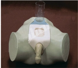 Male Urinary Bladder Puncture Training Mannequin NS6046 / 29E