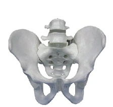 Pelvic Bones with 2 Lumbar Vertebrae Model SK1129-2