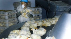 Multi-Tier Chicken Broiler Rearing Equipment TSBV for Controlled Environments